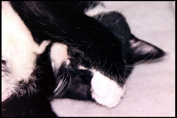 cats-02