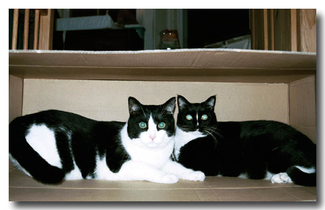 cats-05
