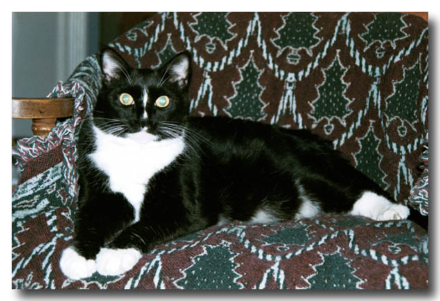 cats-07