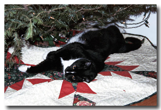 cats-08