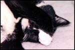cats-02