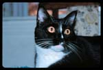 cats-03