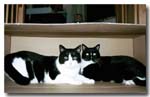 cats-05