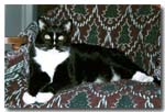 cats-07