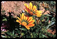 African Daisy, Santa Clarita
