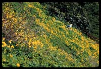 Hillside with Flowers and a Seagull, Alcatraz