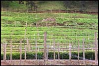 Pine Ridge Winery