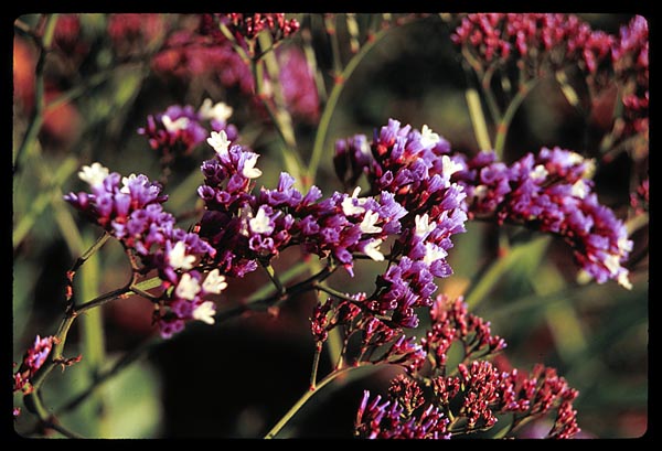 Flowers at the Glendale Train Station