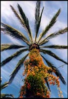 Palm tree with flowers, San Diego Zoo