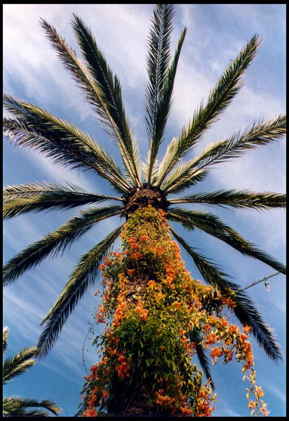 Tree at San Diego Zoo
