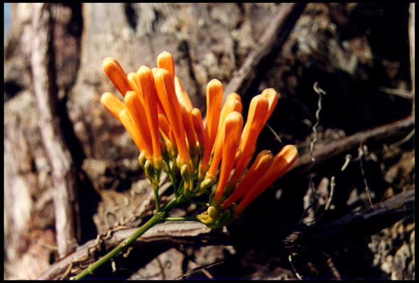 Flowers on palm tree, San Diego Zoo