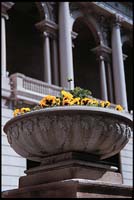Flowers at the Art Institute of Chicago