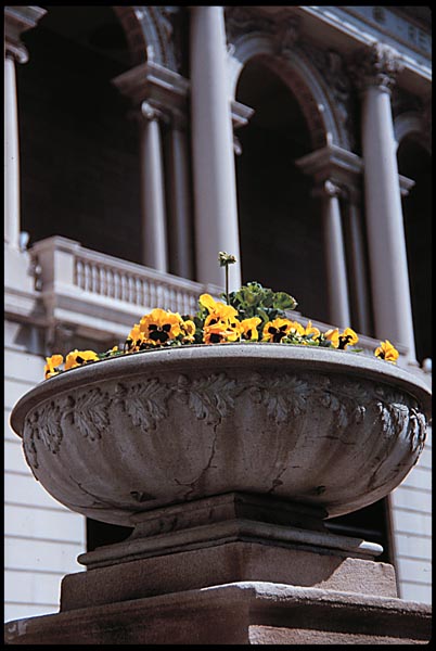 Flowers at the Art Institute of Chicago