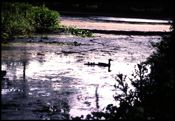 Ducks at Cedar Hill Cemetery, Hartford
