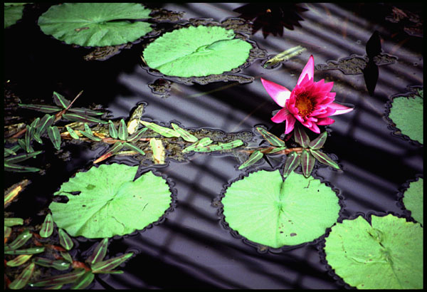 Water Lilies at Kew, London