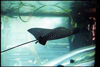Aquarium, Waikiki