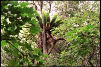 Iao Valley