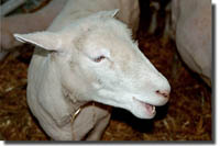 Big E Sheep