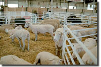 Big E sheep