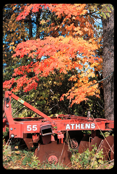 Foliage at Honey-Pot Hill Orchards, Stow