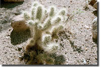 Cactus at Lake Mead