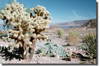 Cactus at Lake Mead