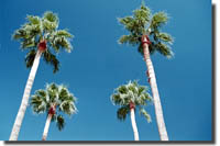 Palms at Lake Mead