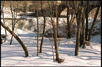 Trees, Otter Creek