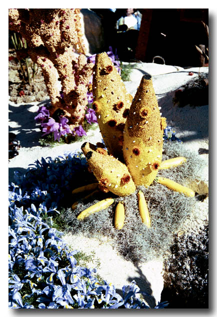 roseparade-13